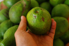Waduh, 3 Buah Ini Bakalan Bikin Berat Badan Anda Naik dengan Cepat