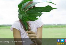 4 Manfaat Daun Singkong, Bikin Rematik Tidak Berkutik