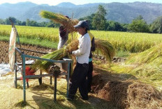 5 Rekomendasi Bisnis Sampingan dari Sektor Pertanian