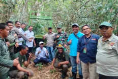 Harimau Masih Berkeliaran , KPHP Imbau Warga Waspada