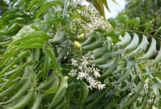 Simak Manfaat Minyak Daun Neem untuk Kulit