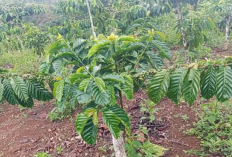 Strategi Pemupukan Kopi Saat Pembungaan, Kunci Dompolan Lebat dan Produksi Maksimal