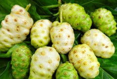 Manfaat Buah Mengkudu Untuk Kesehatan yang Jarang Diketahui