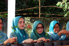 Peringatan HKG, Gerakan Tanam Cabai Serentak se-Indonesia
