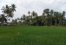 Penyuluh Ingatkan Petani Lebong Tengah Waspadai Serangan Hama pada Fase Bunting