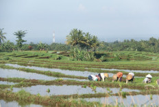 Cetak Sawah Baru di Enggano Terkendala Distribusi Alat Berat