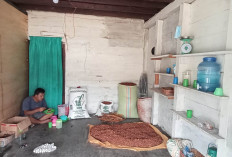 Hujan Tak Menentu, Warga Bingin Kuning Kesulitan Jemur Buah Pinang