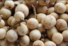 Punya Rasa Asam, Ini Manfaat Buah Langsat untuk Kecantikan Kulit