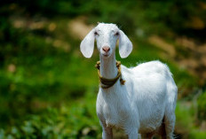 Ingin Berkurban Kambing? Ini 3 Syarat Utama yang Wajib Diketahui Umat Muslim