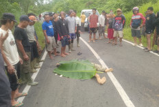 Dump Truk vs Honda Astrea, Pengendara R2 Meninggal Ditempat 