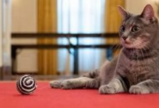 Deretan Kucing Presiden yang Tinggal di Istana