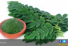 3 Manfaat Daun Kelor yang Bikin Kaget, Pria Pasti Suka