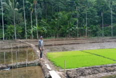 Penyuluh Pertanian Diminta Dampingi Petani 