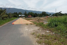 Panen Padi, Warga Jemur Gabah di Jalan Raya Bingin Kuning