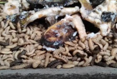 Maggot: Solusi Efisien Mengelola Sampah dan Meningkatkan Produksi Pakan Ternak