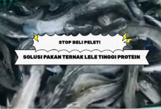 Stop Beli Pelet: Solusi Pakan Alternatif Lele Tinggi Protein untuk Menekan Biaya Budidaya Hingga 80%