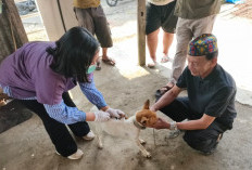 Kasus Gigitan HPR di Lebong Melonjak, Tembus 60 Kasus