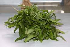 3 Manfaat Kangkung, Bikin Diabetes Ogah Mendekat
