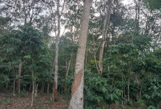 Karet Anjlok, Petani di Lebong Terpaksa Alih Profesi
