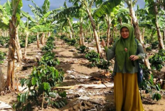  Pemanfaatan Tanaman Pisang Sebagai Pelindung Kopi