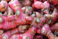 4 Manfaat Jahe Merah, Ampuh Obati Batuk Kering yang Kronis
