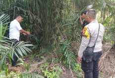 Siswi SMP di Siak Diperkosa 6 Remaja, Kejadian di Semak-Semak Belakang Masjid