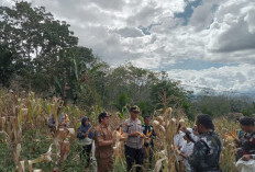 Polsek Lebong Tengah Panen Jagung Bersama Kelompok Tani Pagar Agung, Wujud Nyata Dukung Ketahanan Pangan