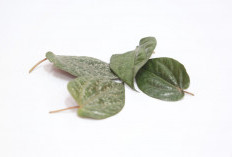 Hilangkan Kerutan di Wajah dengan Menggunakan 7 Ramuan Herbal Ini