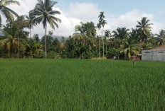 Musim Panas, Hama Orong-Orong Serang Tanaman Padi Petani