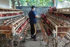 Berapa Biaya dan Keuntungan yang Didapat dengan Ayam Petelur Jumlah 90 Ekor