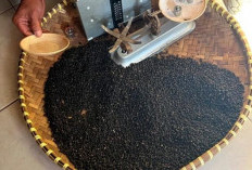 5 Manfaat Lada Hitam, Baik untuk Pencernaan Anda