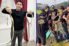 Basmi Hama Tikus, Lucky Hakim Lepas Ribuan Ular ke Sawah