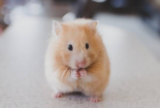 6 Cara Merawat Hamster Syrian agar Panjang Umur dan Aktif