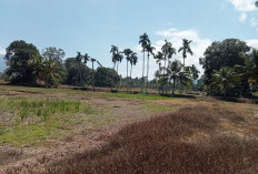 Puluhan Hektar Lahan Sawah di Lebong Tengah Terancam Gagal Panen