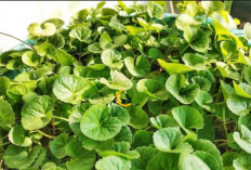 Manfaat Centella Asiatica untuk Kulit Sehat dan Glowing