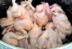 Tak Perlu Mesin! Ini Cara Efisien Mencabut Bulu Ayam Kampung