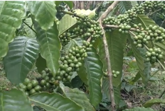 Teknik Grafting Kopi TS Tugu Sari: Rahasia Keberhasilan Stek dari Entres Ranting Berbuah