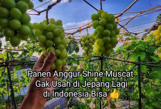  Anggur Shine Muscat yang Viral, Bisa Turunkan Berat Badan dan Bikin Awet Muda