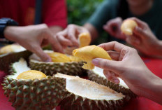 Jangan Coba-coba, 17 Makanan yang Tidak Boleh Dimakan Bersama Durian