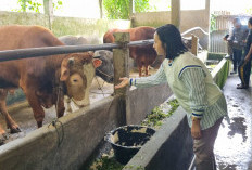 Lebong Kecipratan Sapi Kurban Banpres dengan Bobot Minimal 800 Kg