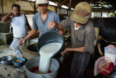 Bangkitkan Industri Susu Lokal, Menko Pangan Resmikan Kandang Sapi Perah Rakyat