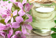 Geranium Oil, Si Kecil yang Punya Segudang Manfaat