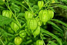 Manfaat Daun Ciplukan yang Mudah Ditemukan