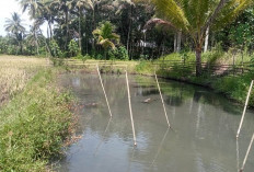 Harga Bibit Ikan Mas di Lebong Tengah Tembus Rp 45 Ribu per Kilogram