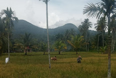 Petani Lebong Tengah Mulai Panen Padi Batet, Hasil Bergantung pada Perawatan