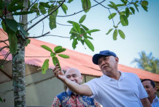 Menteri Teten Dorong Pengembangan Produk Kratom