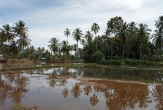 Petani Lebong Tengah Diminta Segera Bersihkan Lahan Sambut Musim Tanam Pertama 2025