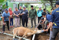 Kemenag Lebong Siapkan 4 Ekor Sapi Kurban