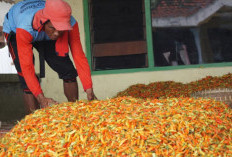 RI Diminta Meniru Belanda soal Teknologi Pascapanen