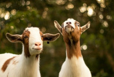 Perkiraan Harga Kambing untuk Kurban Idul Adha 2025, Mulai Rp1,7 Jutaan